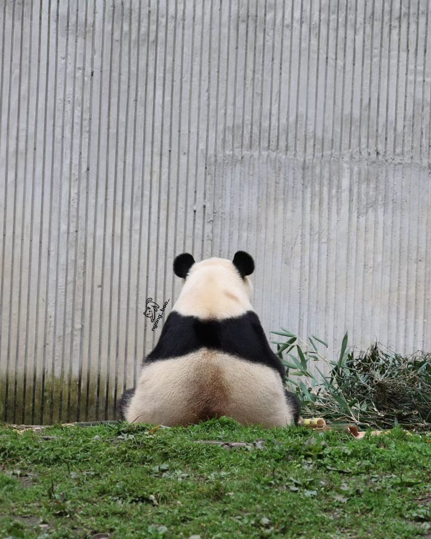 [잡담] 푸바오 점점 뚠뚠해지는게 보여서 다행이야ㅠㅠㅠㅠ | 인스티즈