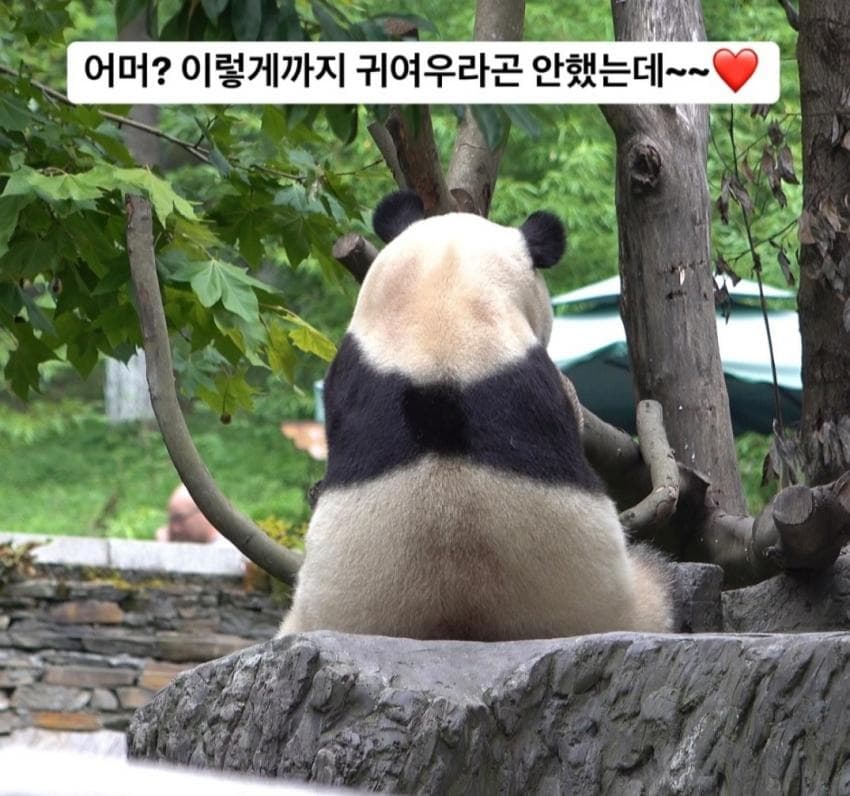 [잡담] 푸바오 점점 뚠뚠해지는게 보여서 다행이야ㅠㅠㅠㅠ | 인스티즈