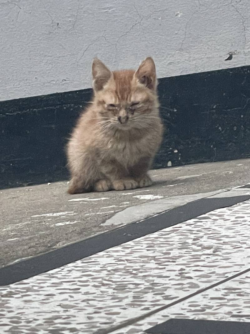 [잡담] 고양이 집사님들 도와주세요 | 인스티즈