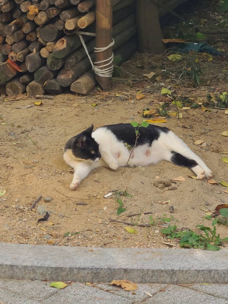 [잡담] 점심먹고 산책중 고양이.... 너무 귀여워.... | 인스티즈