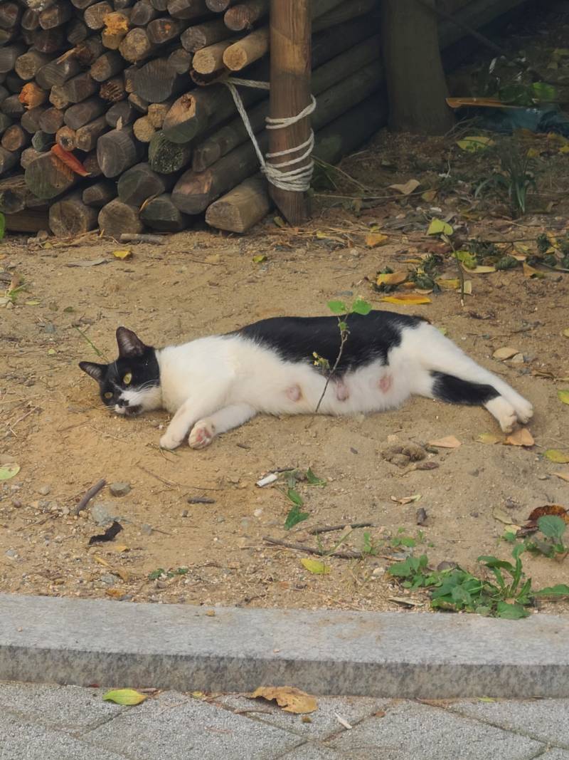 [잡담] 점심먹고 산책중 고양이.... 너무 귀여워.... | 인스티즈