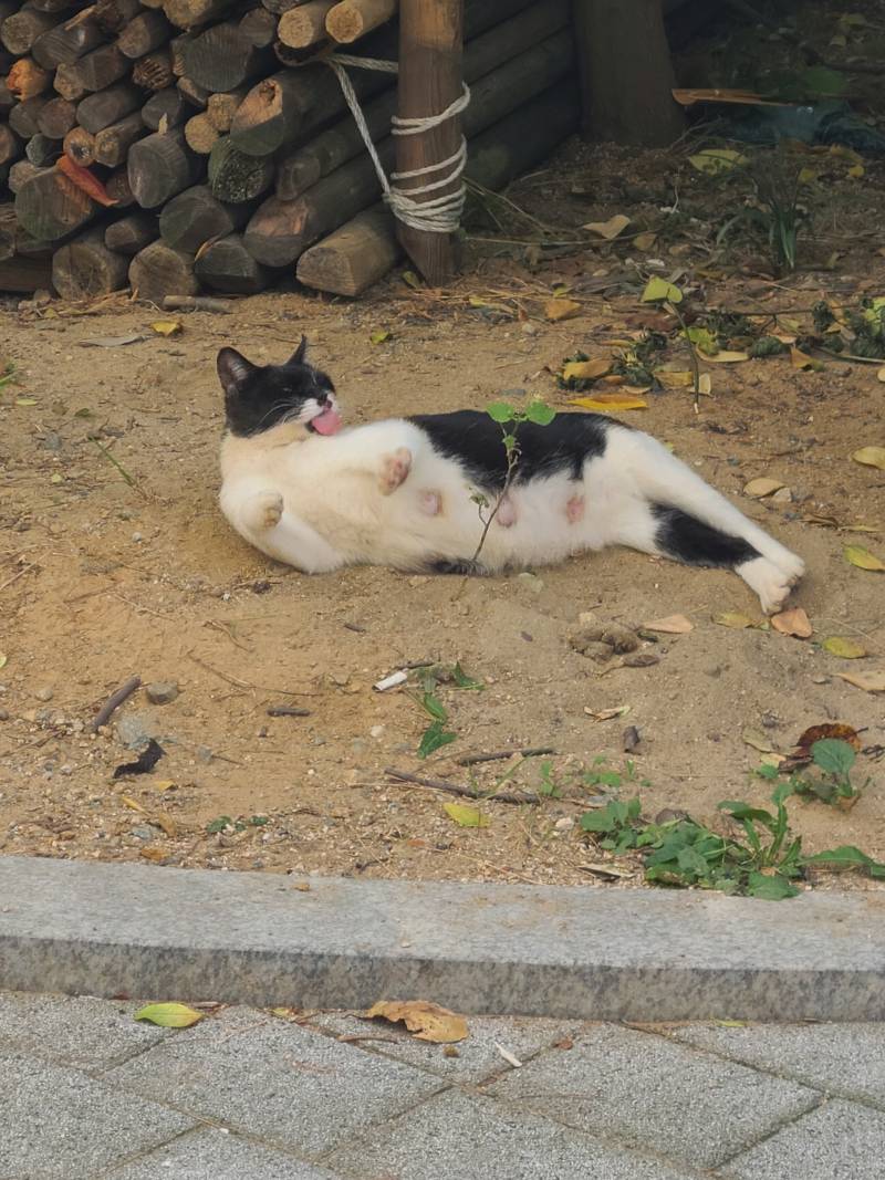 [잡담] 점심먹고 산책중 고양이.... 너무 귀여워.... | 인스티즈