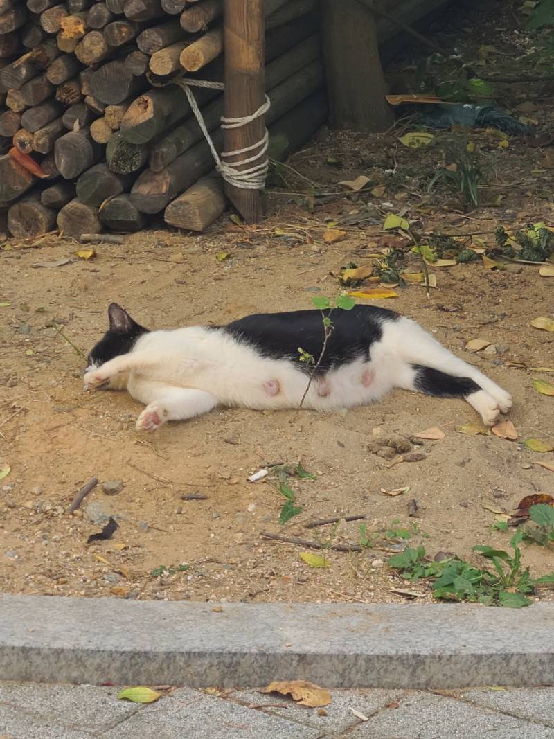 [잡담] 점심먹고 산책중 고양이.... 너무 귀여워.... | 인스티즈