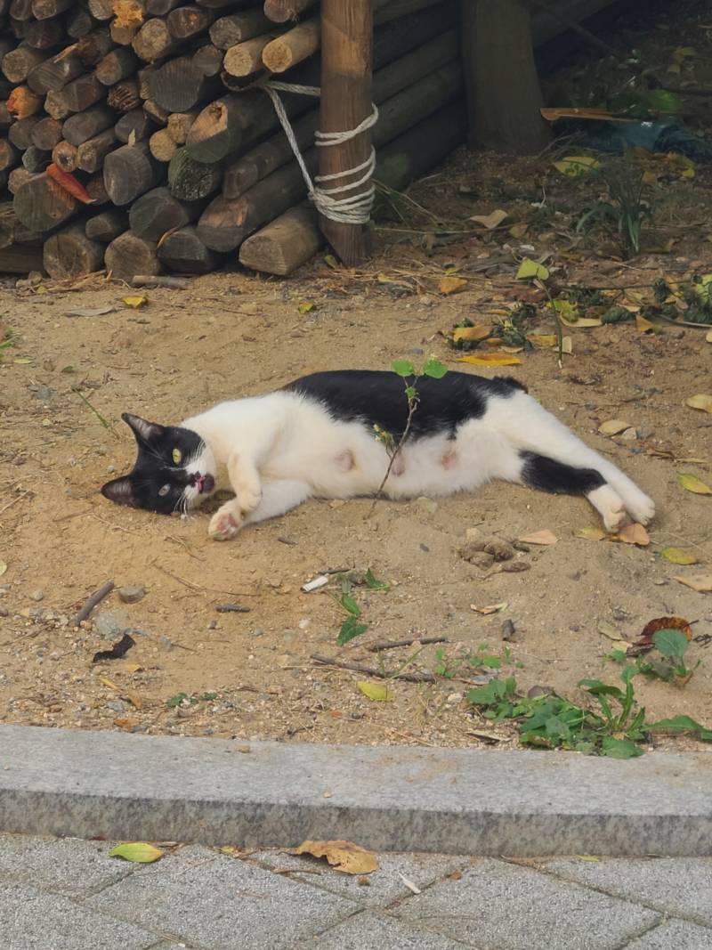 [잡담] 길냥이 집 데려다주느라 지각함... | 인스티즈