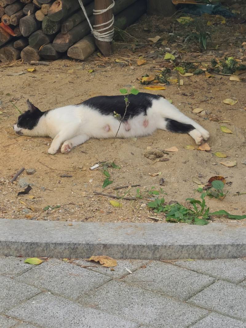 [잡담] 점심먹고 산책중 고양이.... 너무 귀여워.... | 인스티즈