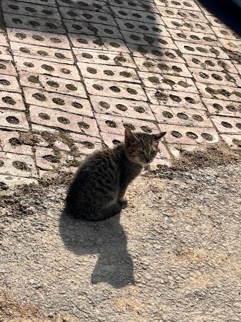 [잡담] 아기고양이 키울까 오백번 고민했는데애ㅠㅠ | 인스티즈