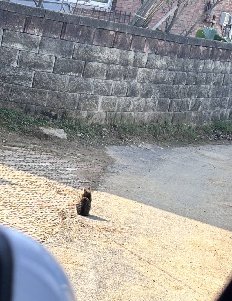 [잡담] 아기고양이 키울까 오백번 고민했는데애ㅠㅠ | 인스티즈