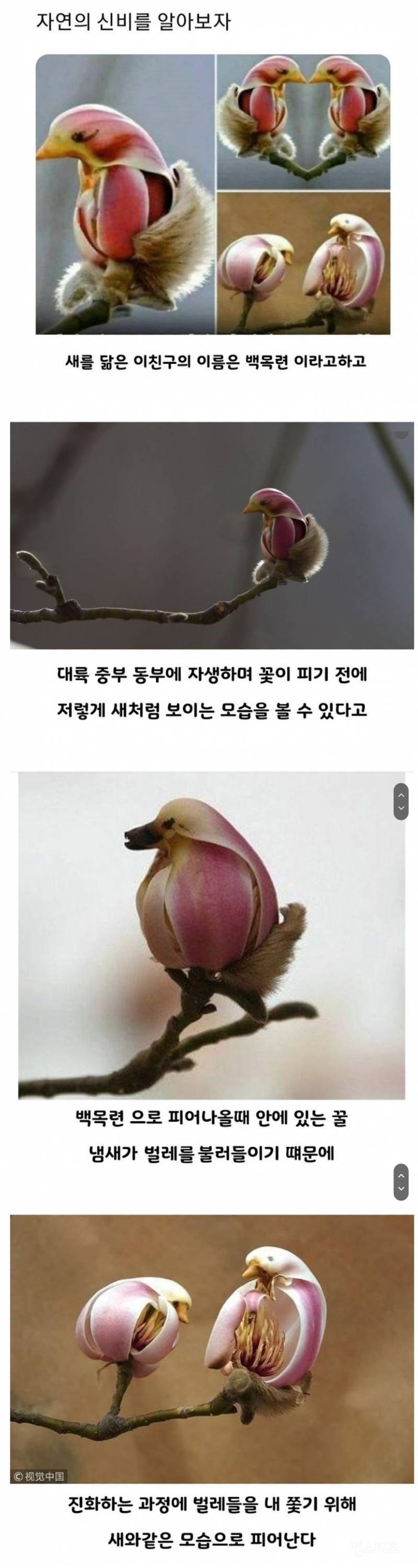 자연의 신비를 보여주는 꽃 자목련 | 인스티즈