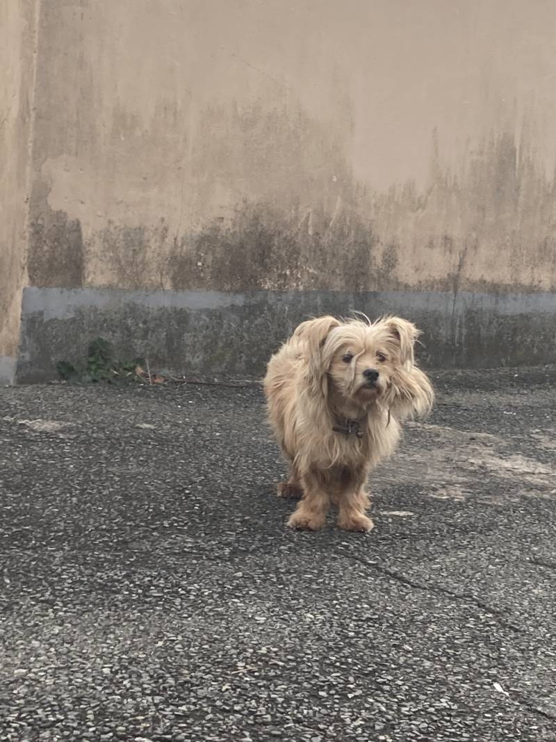 [잡담] 늘 같은 곳에 있는 강아지인데ㅠㅠ주인은 있는 것 같거든? | 인스티즈