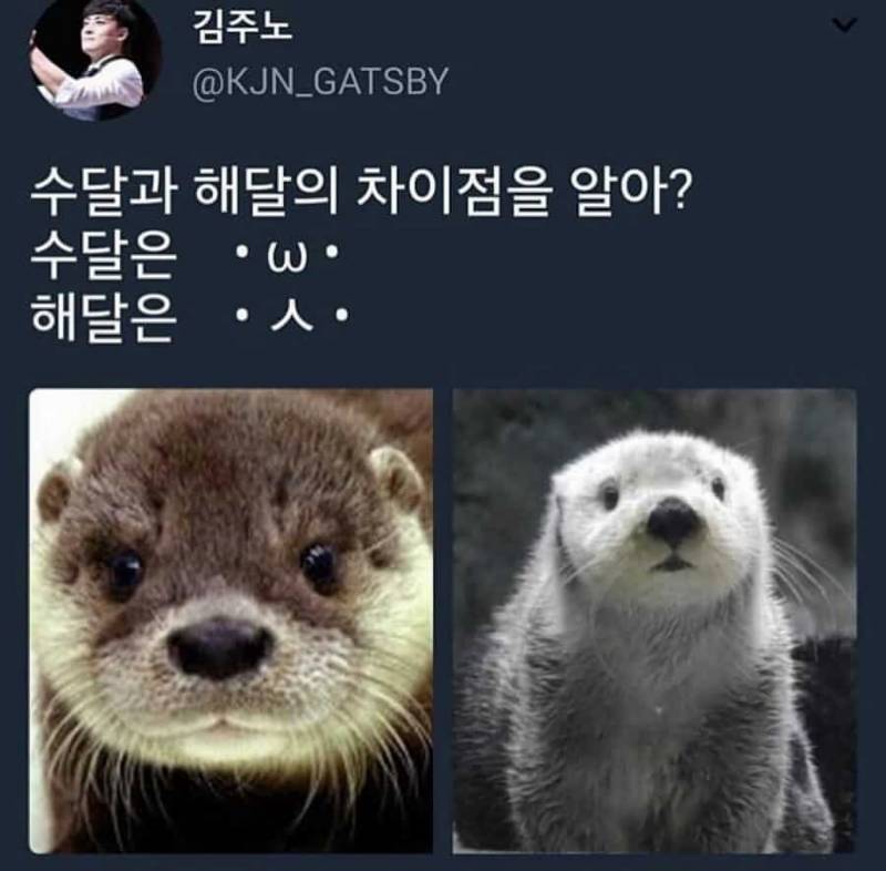 [잡담] 너네 해달 수달 구분하는법 알아??? | 인스티즈