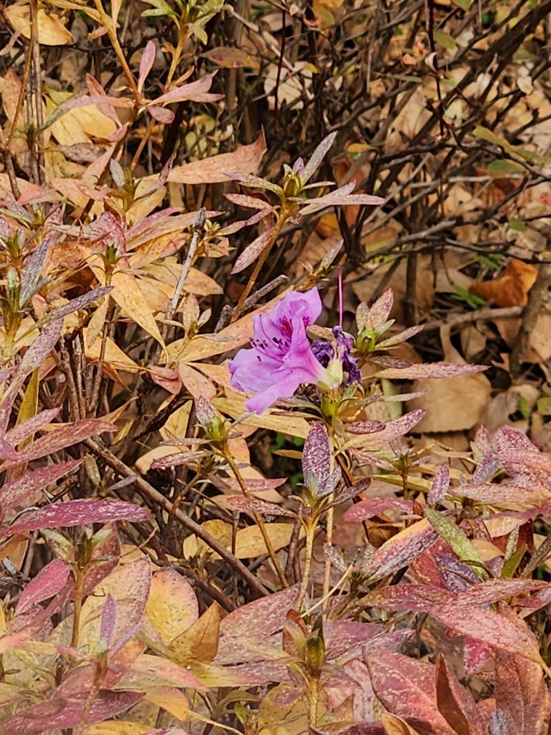 [잡담] 철쭉은 가을에도 피어...?? | 인스티즈