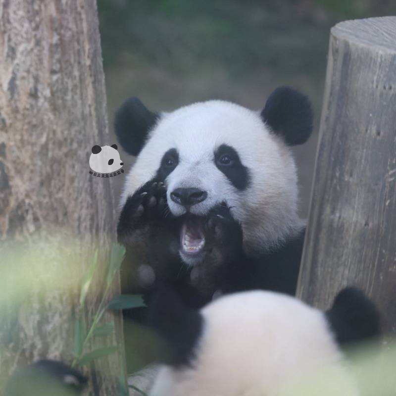 [잡담] 임금님 귀는 당나귀 귀!!!!!! | 인스티즈