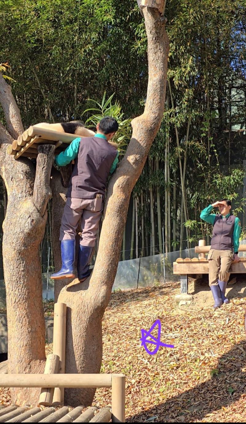 [잡담] 왐마 루이바오 어제 레전드였네 ㅋㅋ | 인스티즈