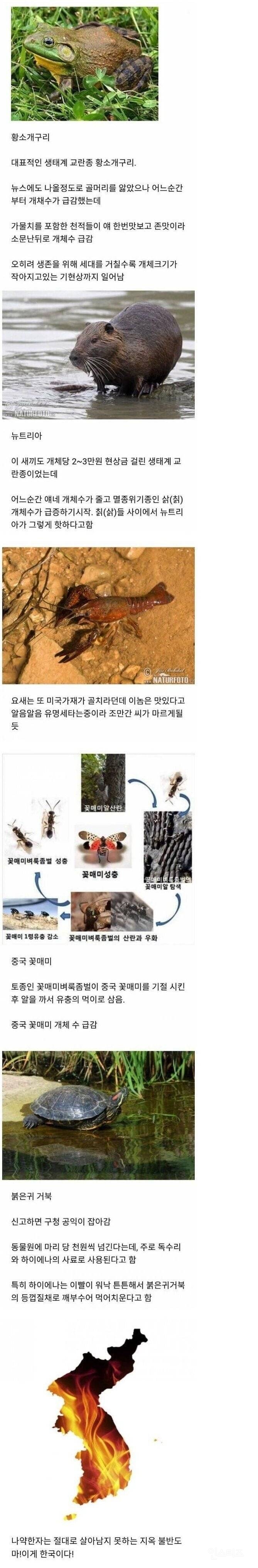 한국에 침범했던 외래종들 근황 | 인스티즈