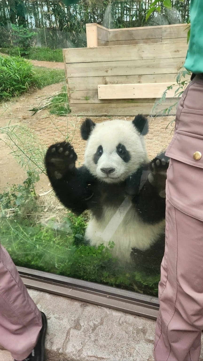 [잡담] 후이바오 걍 곰돌인데 | 인스티즈