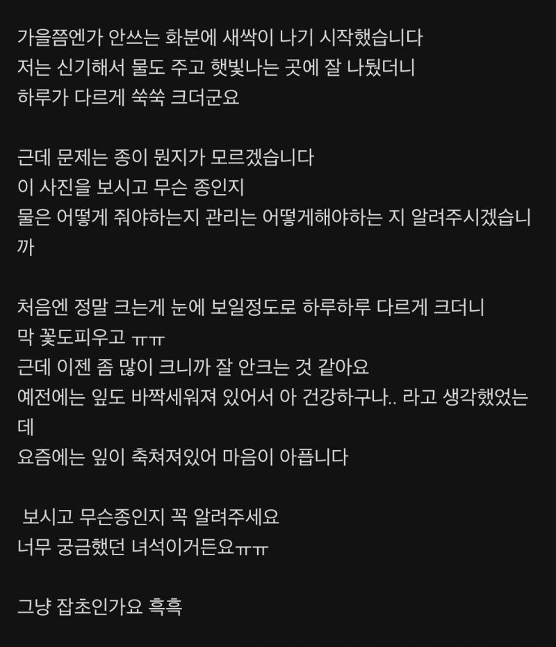 [잡담] 교과서에 실린 디씨인의 댓글 | 인스티즈