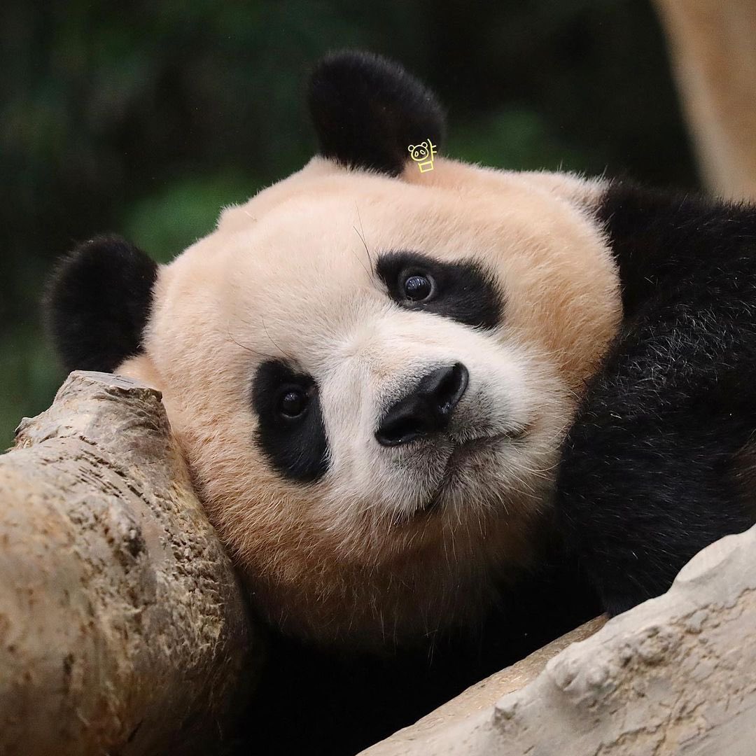 [잡담] 하... 세상이 너무 어지럽고 걍 푸바오가 보고싶음 | 인스티즈