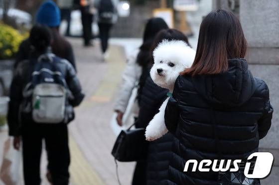 수능 응원하러 나온 강아지들🐶 | 인스티즈