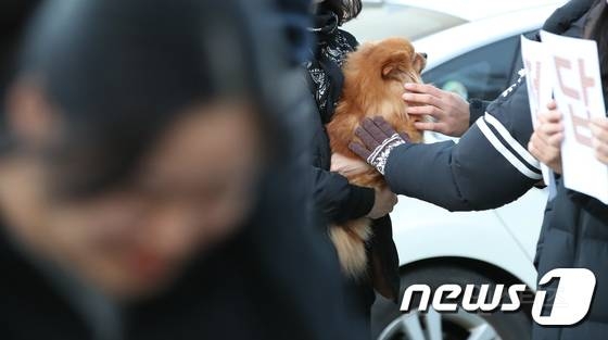 수능 응원하러 나온 강아지들🐶 | 인스티즈