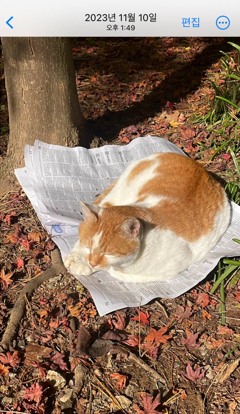 [잡담] 3년간 봤던 호떡길냥이 고양이별로 갔나봐ㅠ 안보임 | 인스티즈