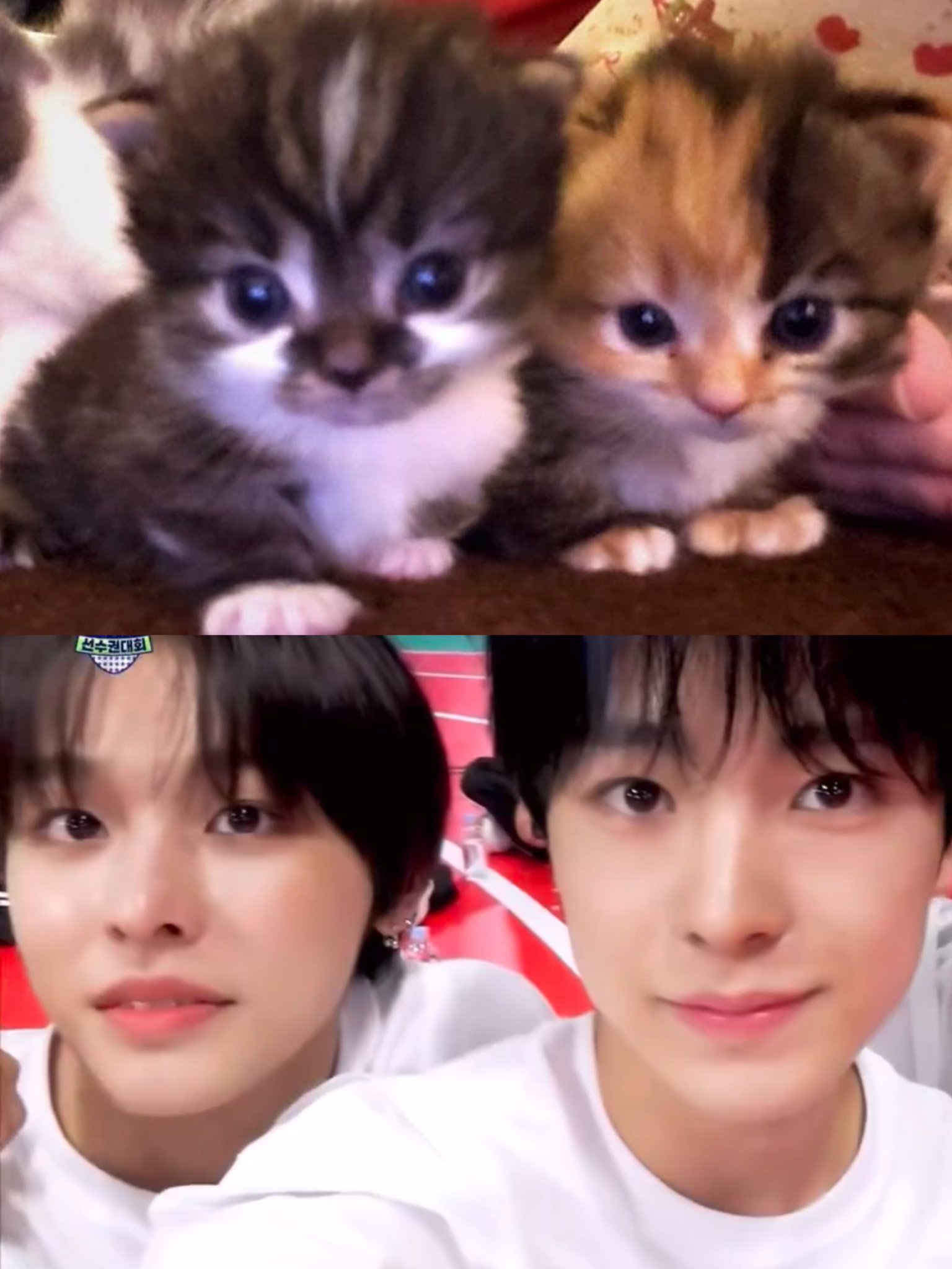 [잡담] 위시 쿠우쿠우즈🐈‍⬛🐈 | 인스티즈