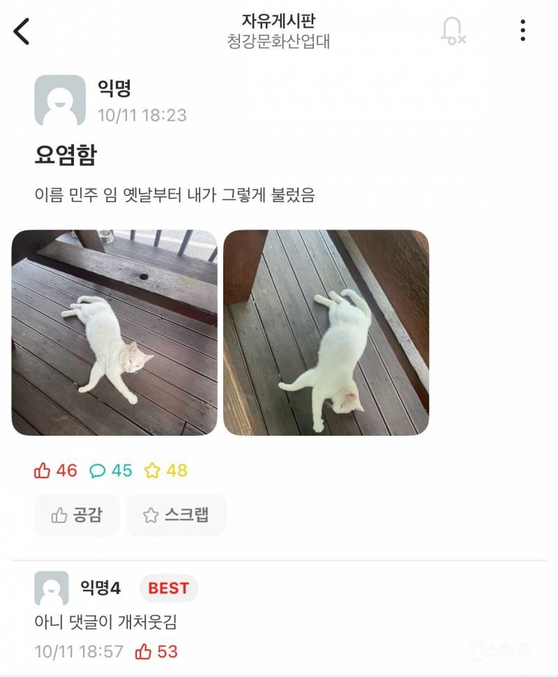 청강대 고양이 민주크레토스봉팔의 이름 유래 | 인스티즈