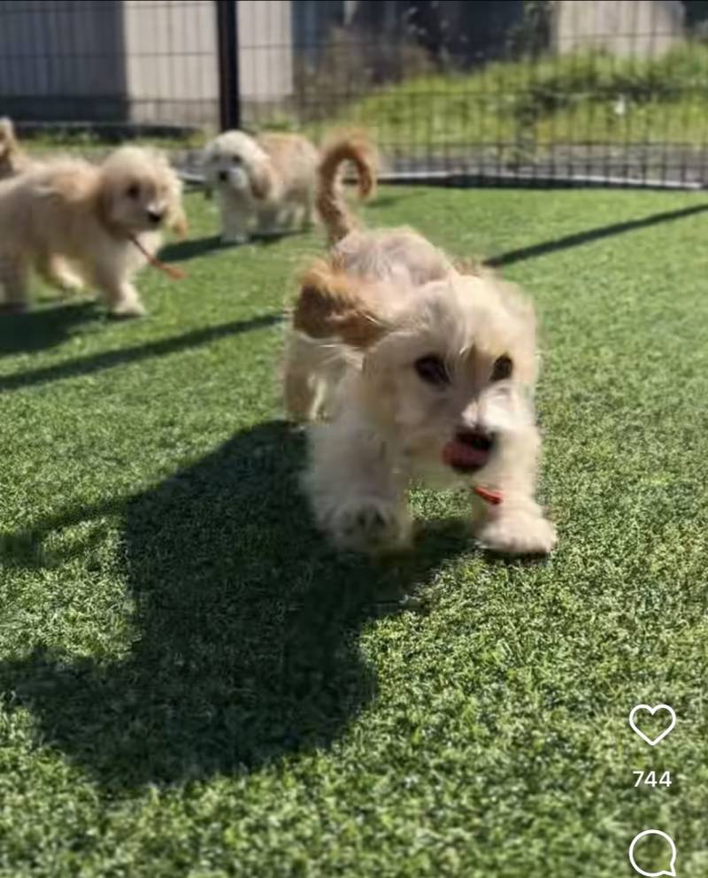 [잡담] 강아지 이름 지어주실 천사익.. | 인스티즈