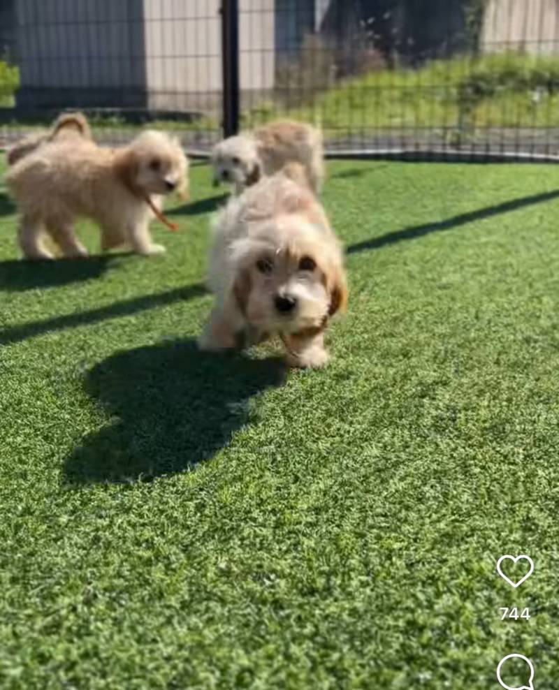 [잡담] 강아지 이름 지어주실 천사익.. | 인스티즈