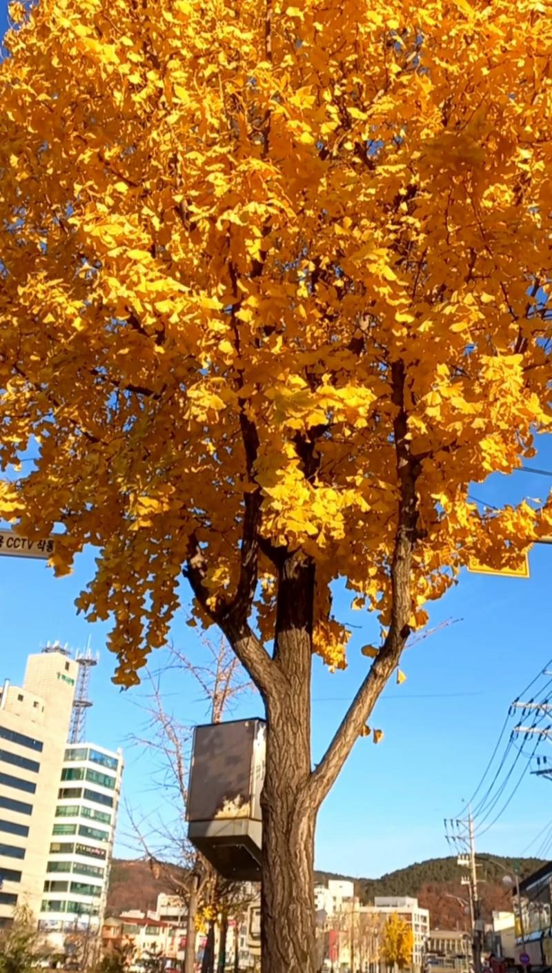 [잡담] 엄마가 보내준 단풍나무 사진인데 금 같아 | 인스티즈