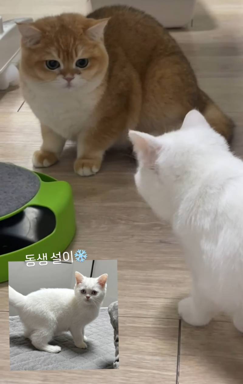 [잡담] 갈맥 누나들…우리 민재 고양이 집사거든요…. | 인스티즈