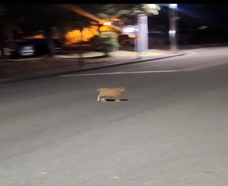 [잡담] 저 고양이 🐈 | 인스티즈