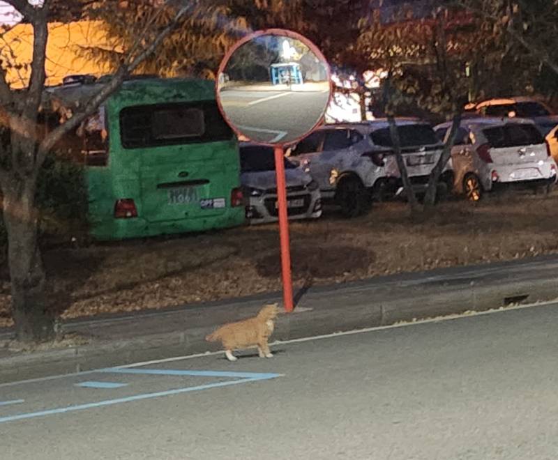 [잡담] 저 고양이 🐈 | 인스티즈