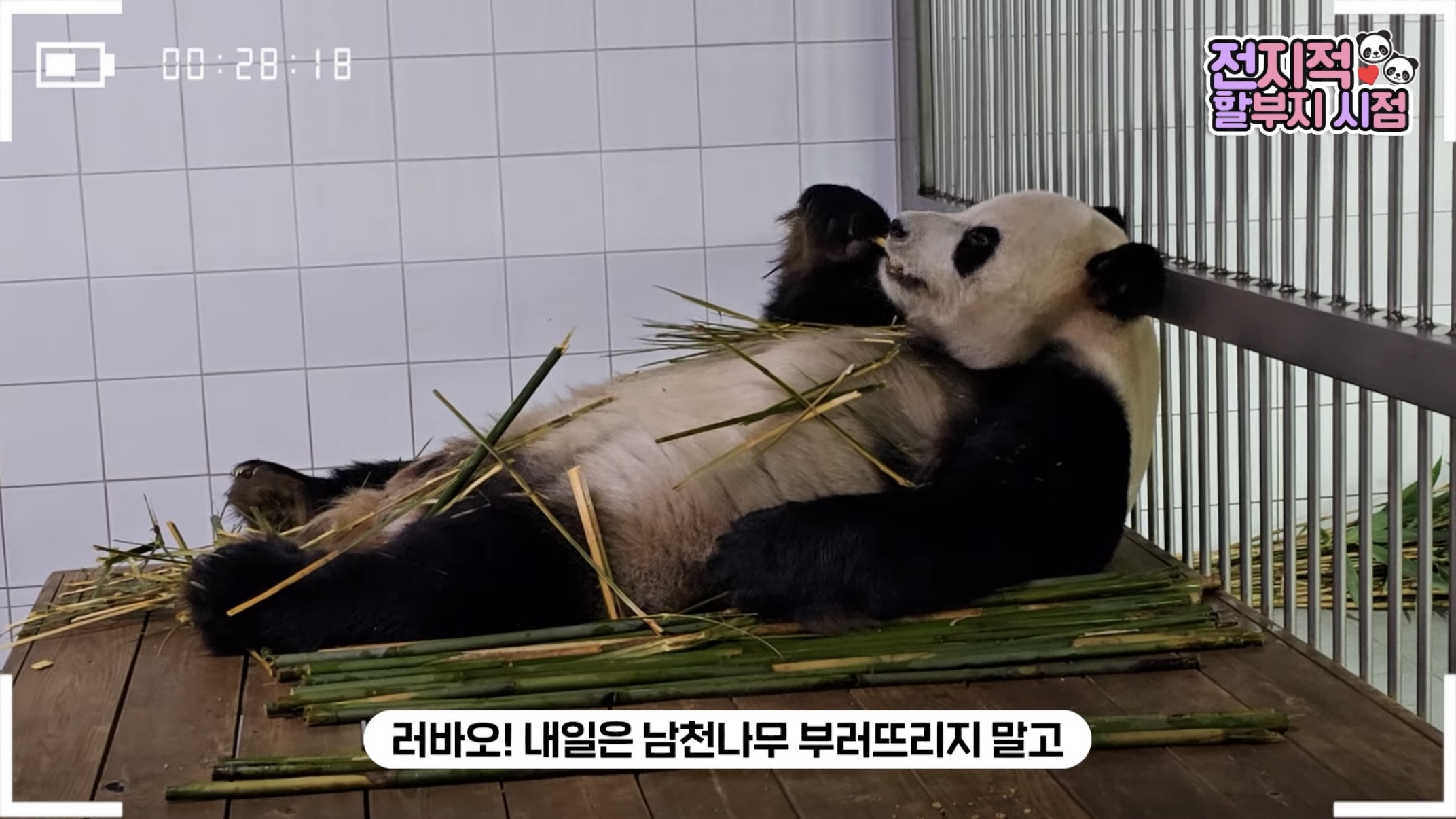 [잡담] 아 러바오 누워있는 자세보소 ㅋㅋㅋ | 인스티즈