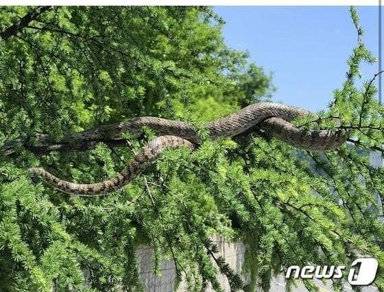 [잡담] 나는 아직도 기억나는게 태백에 구렁이 | 인스티즈