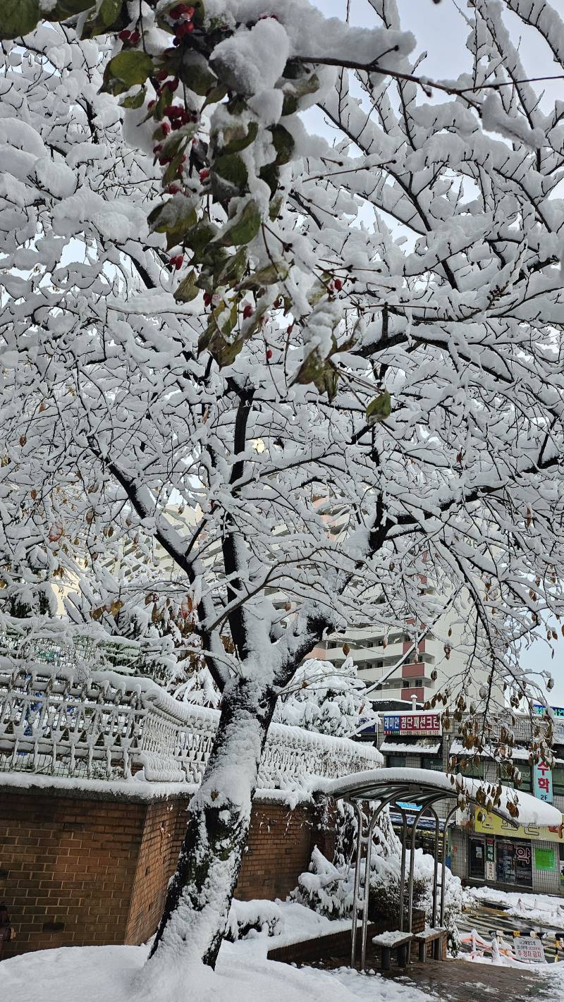 [잡담] 아까 알바가는길 눈 이쁘구만 | 인스티즈