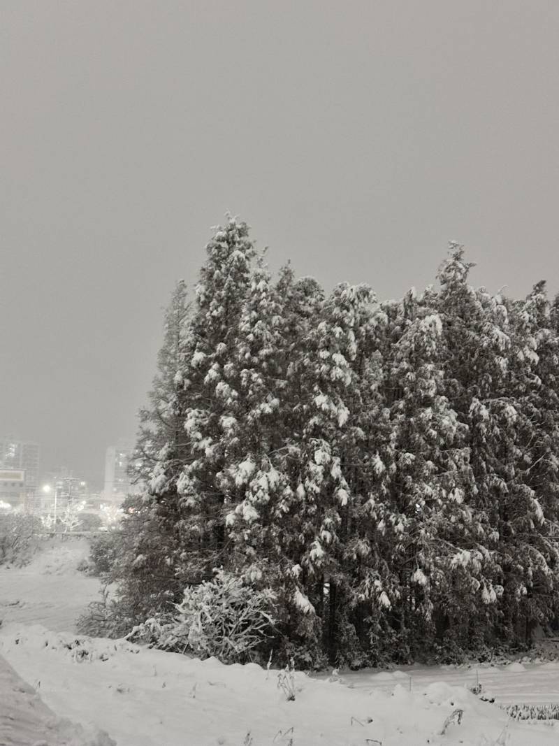 [잡담] 온세상이 하얗다 ❄️🌲 | 인스티즈