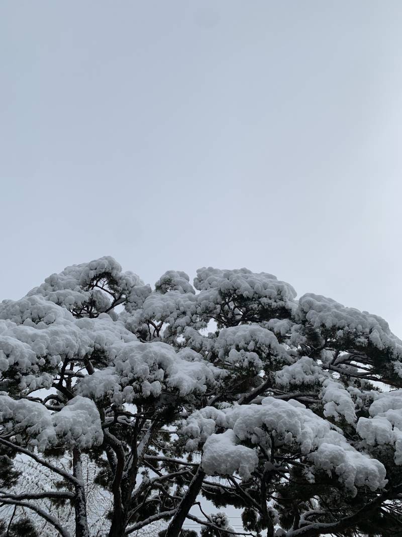 [잡담] 아침에 나무에 눈 쌓인거 보고 깜짝 놀랐어 | 인스티즈