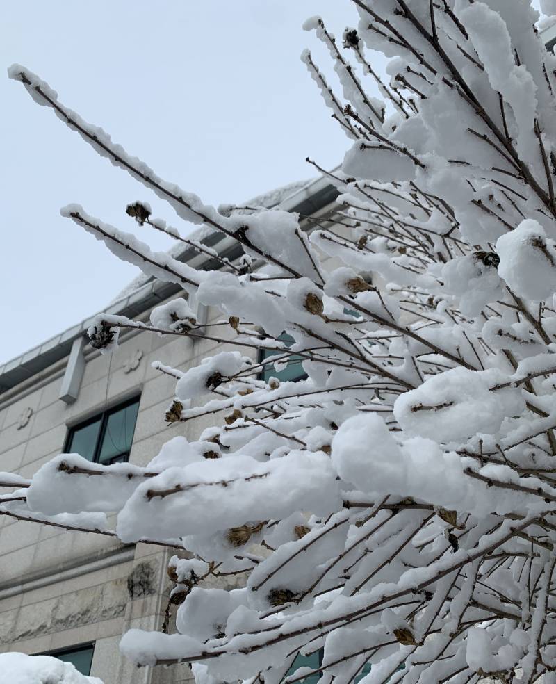 [잡담] 아침에 나무에 눈 쌓인거 보고 깜짝 놀랐어 | 인스티즈