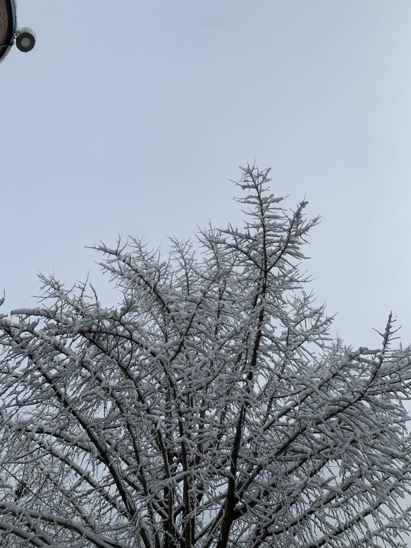 [잡담] 아침에 나무에 눈 쌓인거 보고 깜짝 놀랐어 | 인스티즈