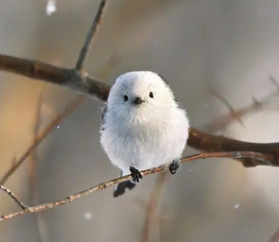 [잡담] 라이즈 소희를 보면 왜 아기동물이 생각나지? | 인스티즈