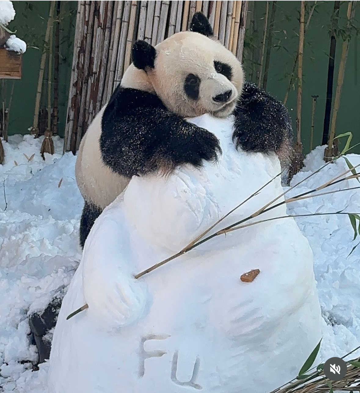 [잡담] 송바오가 눈푸바오 만든거 봄?? 어제도 만드셨는데 오늘도 만드셨나봐 근데 만든 곳이 | 인스티즈