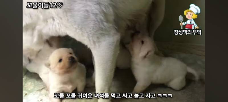 [잡담] 알고리즘뜬건데 강아지무늬 신기하다 | 인스티즈