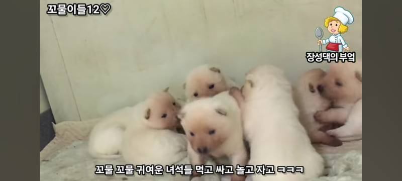 [잡담] 알고리즘뜬건데 강아지무늬 신기하다 | 인스티즈