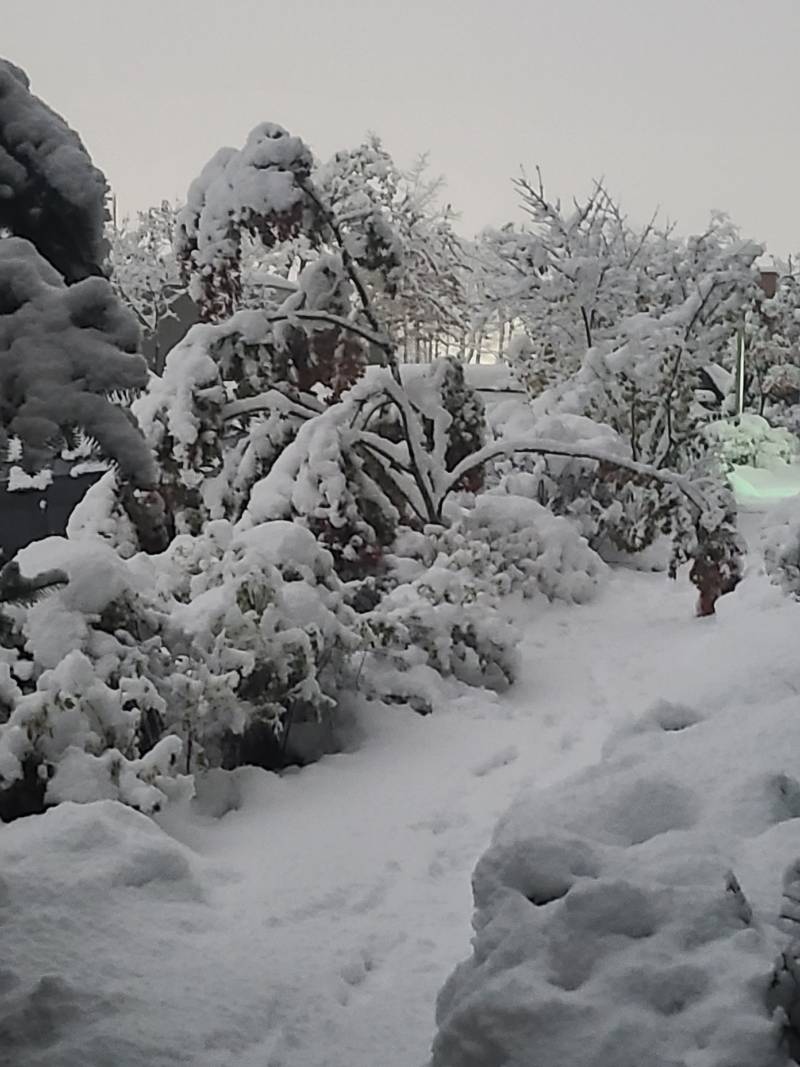 [잡담] 울 동네 나무 눈때문에 꺾인것봐..ㄷㄷ | 인스티즈