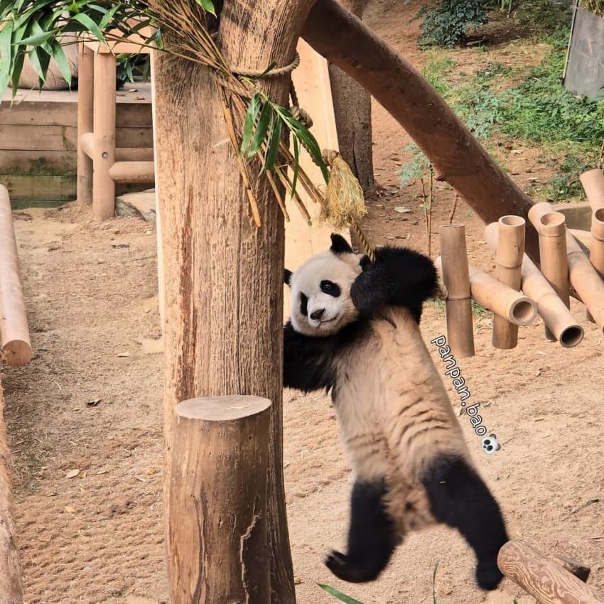 [잡담] 후이바오씨 왜 이러시는거죠 ㅋㅋㅋ | 인스티즈