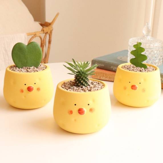 [잡담] 화분 골라주라🌵 | 인스티즈