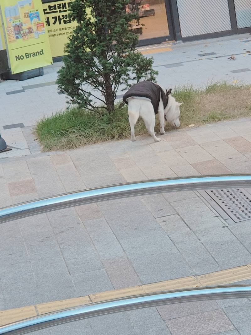 [잡담] 대구 버스타고 가다가 길에 있는 목줄없는? 개 발견했어 | 인스티즈