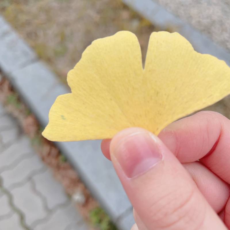 [잡담] 내 애완 낙엽 볼사람 | 인스티즈