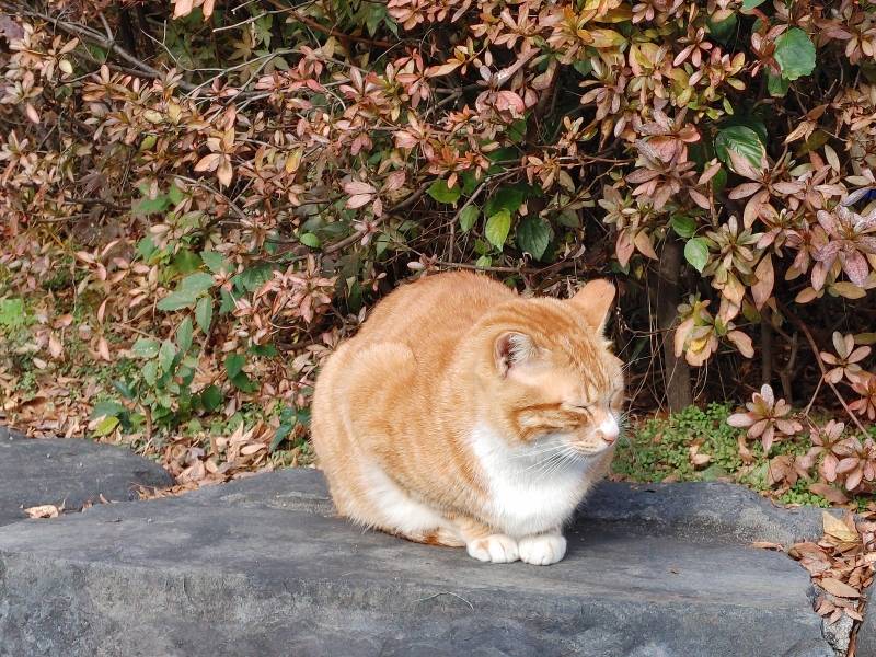 [잡담] 울 동네 길고양이 | 인스티즈