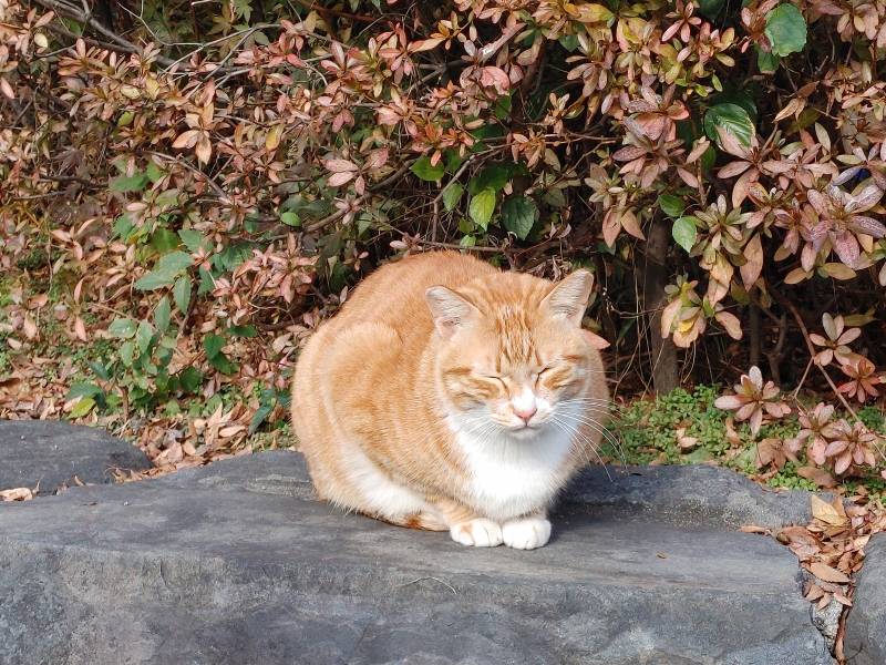 [잡담] 울 동네 길고양이 | 인스티즈